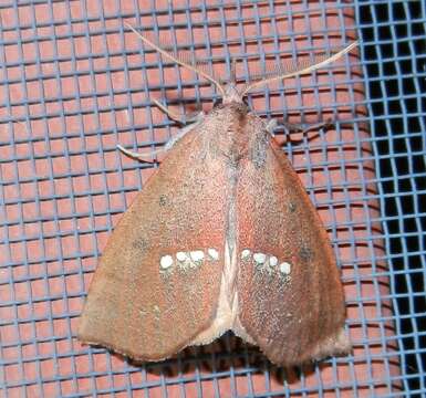 Image of Large Necklace Moth