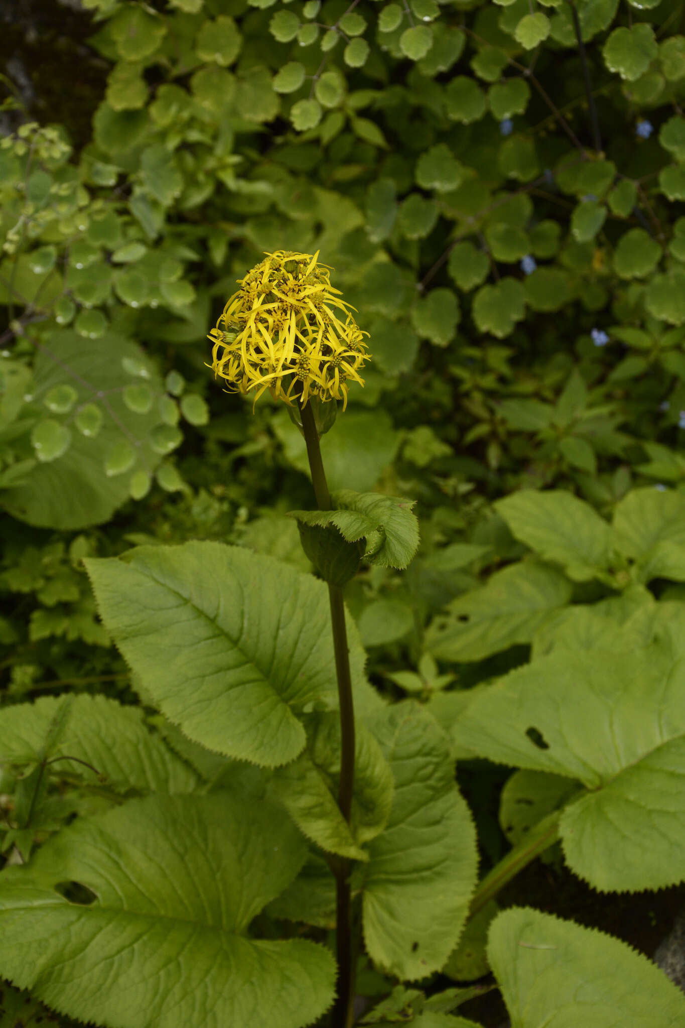 Image of Ligularia amplexicaulis (Wall.) DC.