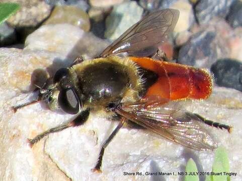 Image of <i>Polydontomyia curvipes</i>