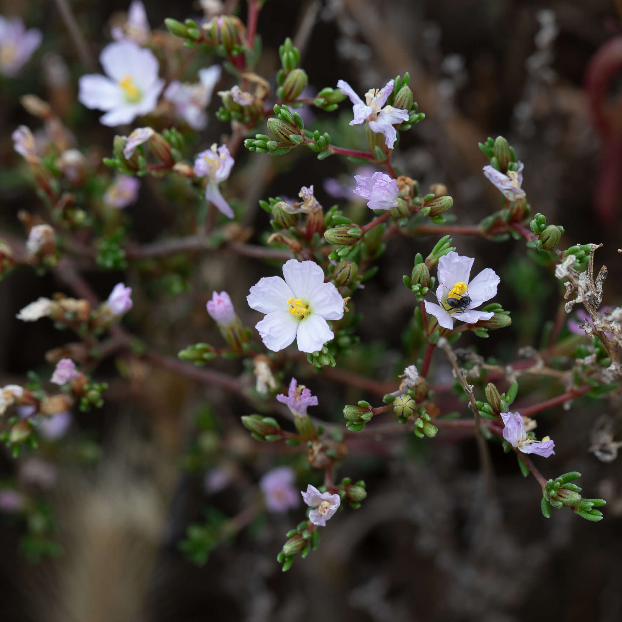 Image of Frankenia pauciflora DC.