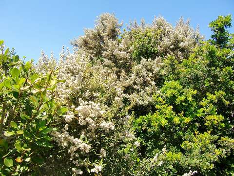 صورة Tarchonanthus littoralis