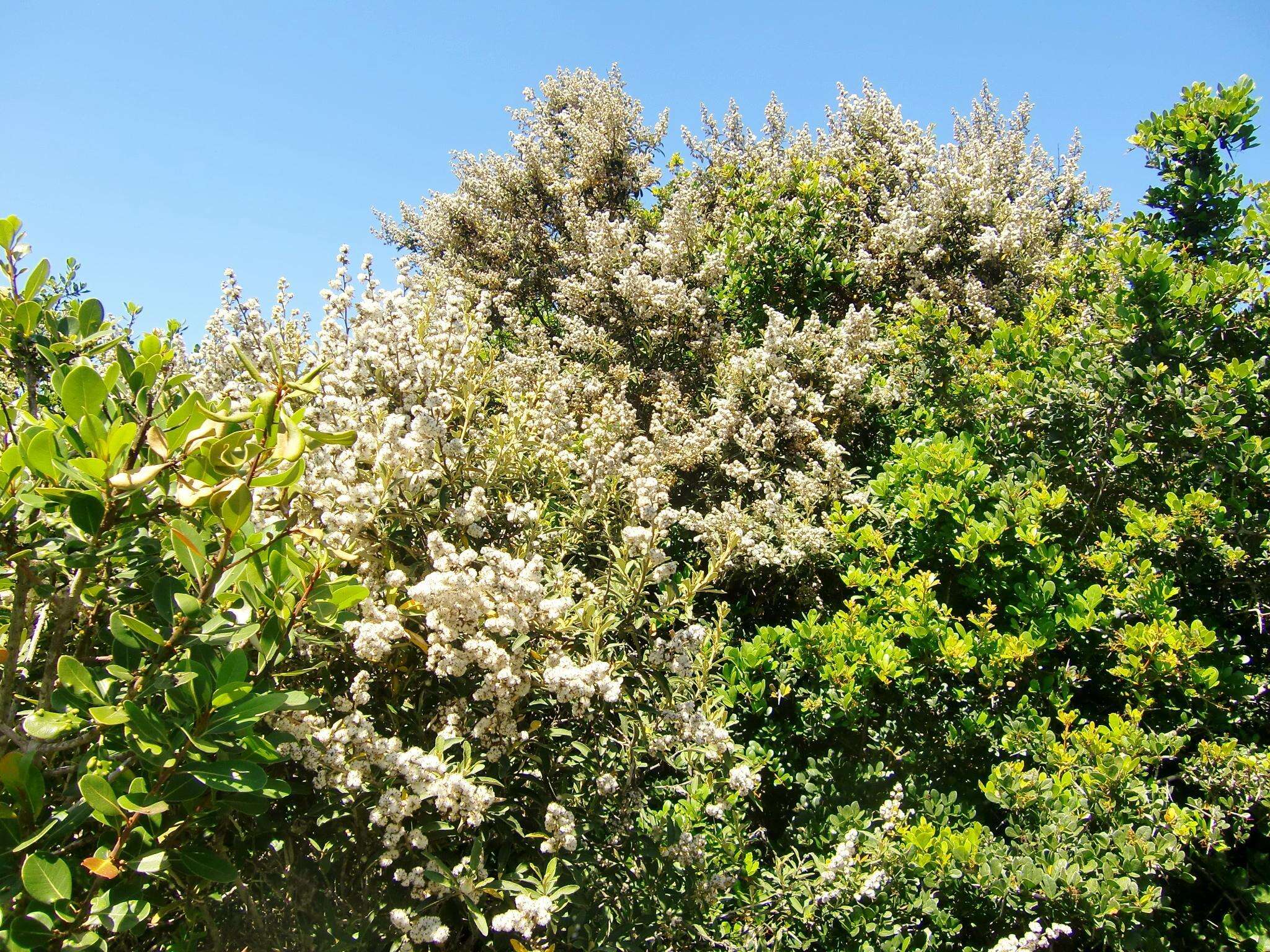 صورة Tarchonanthus littoralis