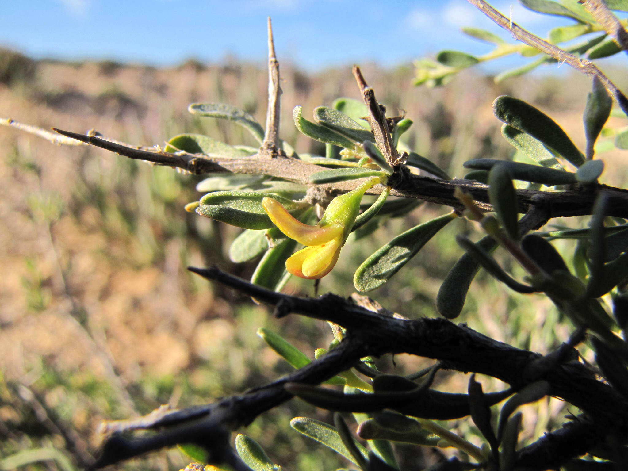 Image of Aspalathus spinosa subsp. obtusata (Thunb.) R. Dahlgren