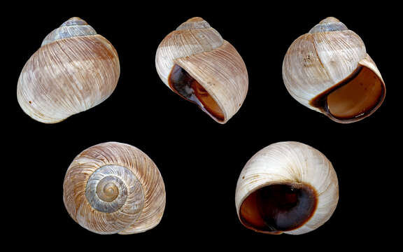 Image of brown-mouthed helix