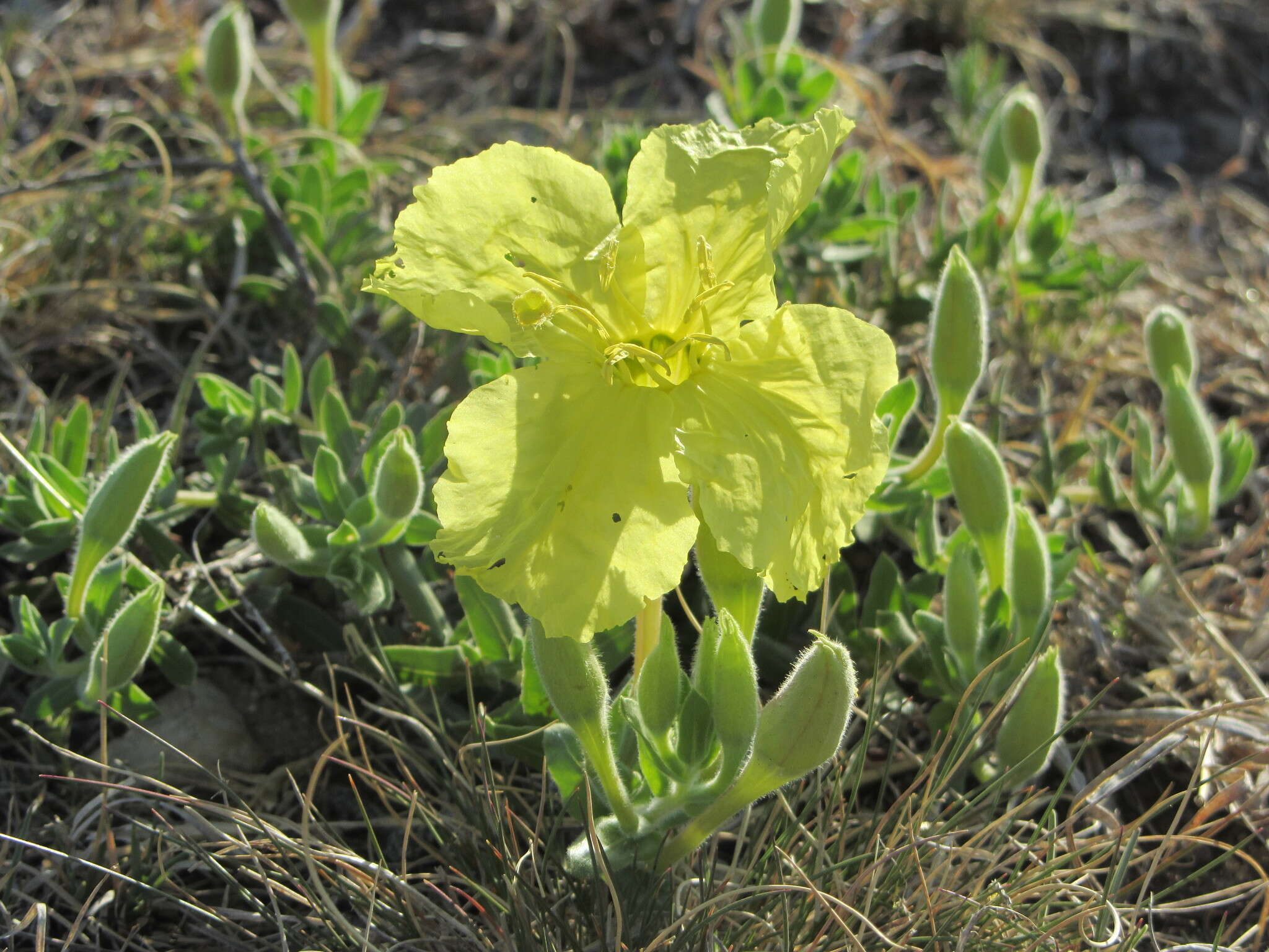 Oenothera hartwegii subsp. pubescens (A. Gray) W. L. Wagner & Hoch resmi