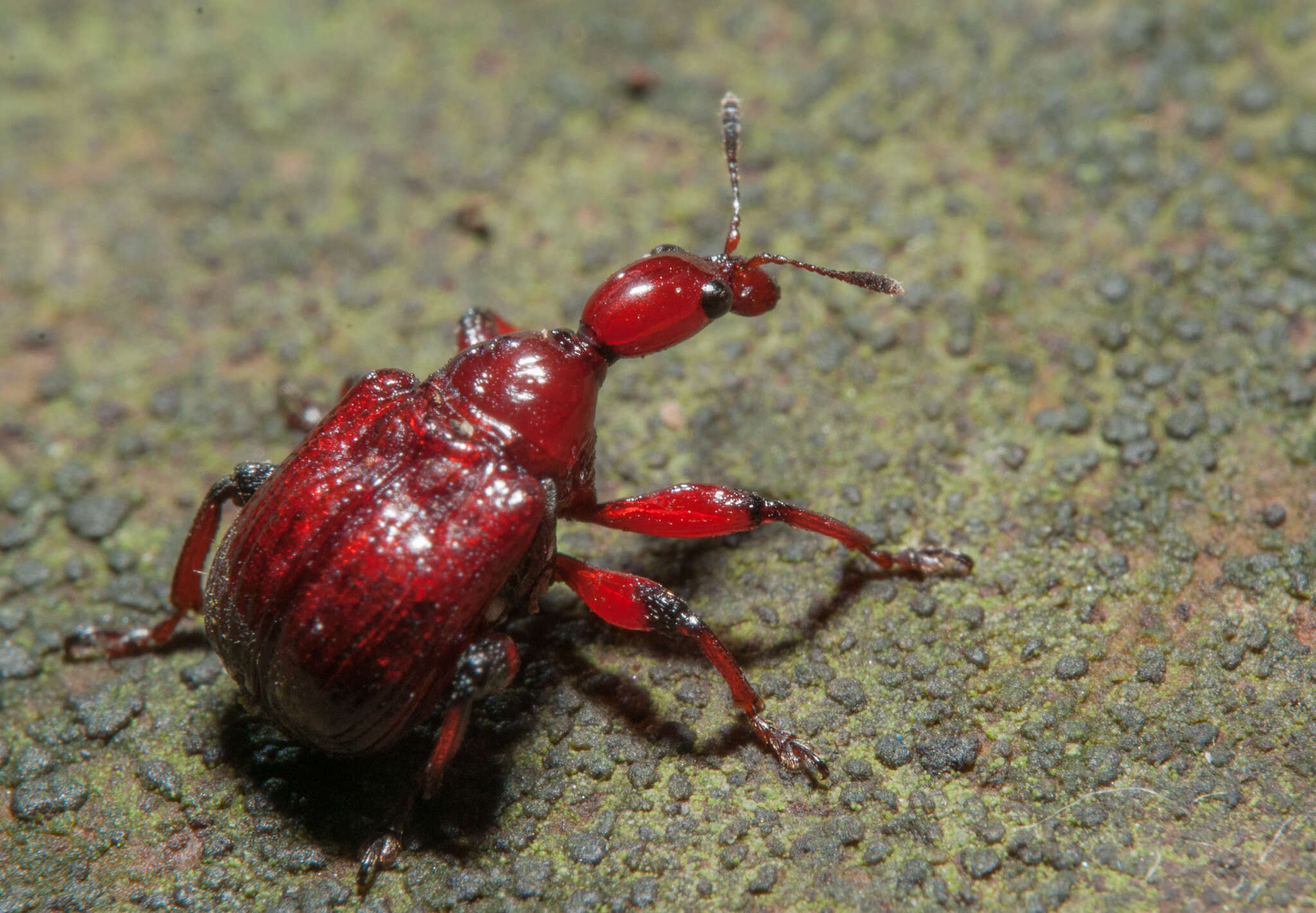 Image of Paratrachelophorus nodicornis Voss 1924