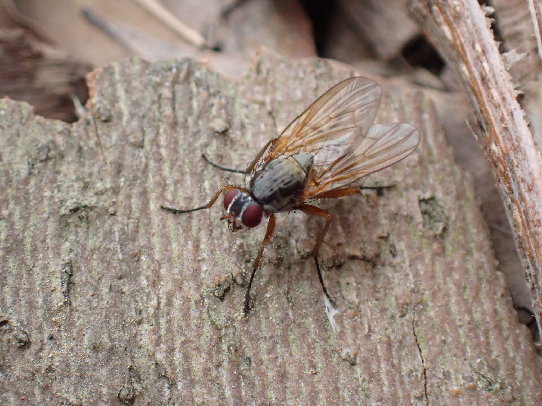 Eutrichota lipsia (Walker 1849)的圖片