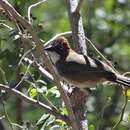 Image of Rusty-crowned Ground Sparrow