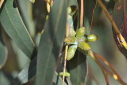 Image of Eucalyptus nortonii (Blakely) L. A. S. Johnson