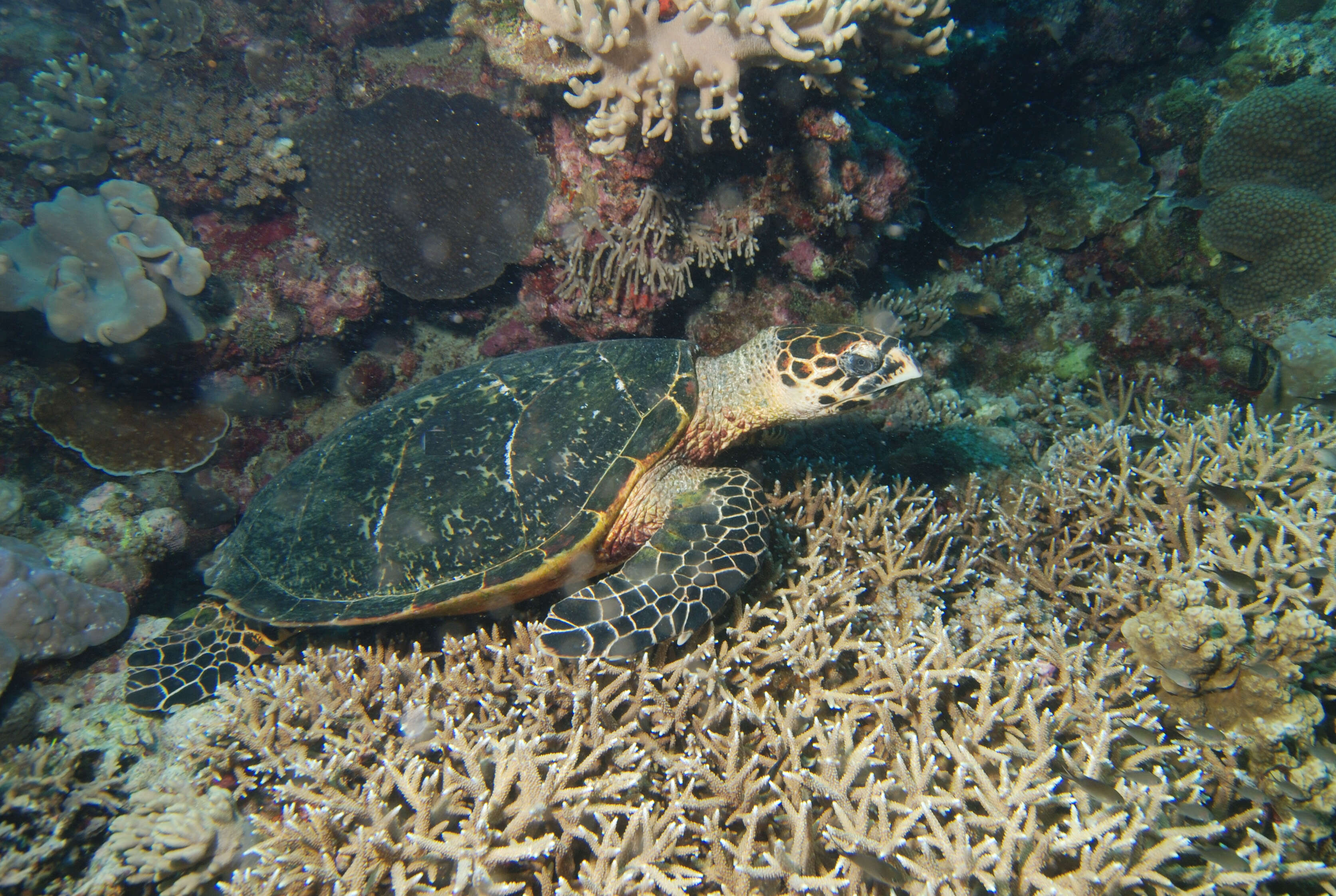 Image of Eretmochelys