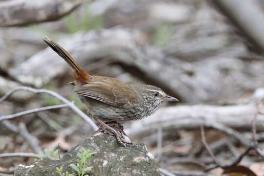 Image of <i>Hylacola pyrrhopygius</i>