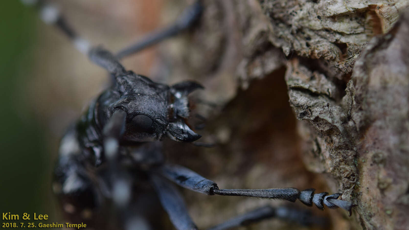 Image of Citrus long-horned beetle