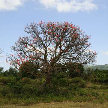 Imagem de Erythrina abyssinica DC.