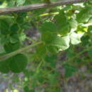 Image of Cytisophyllum sessilifolium (L.) O. Lang