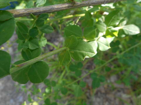 Image of Cytisophyllum