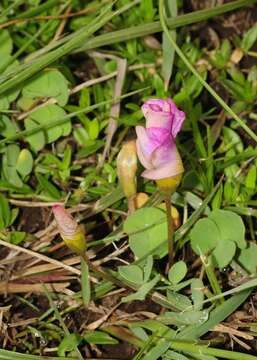 Image of Oblique-leaf sorrel