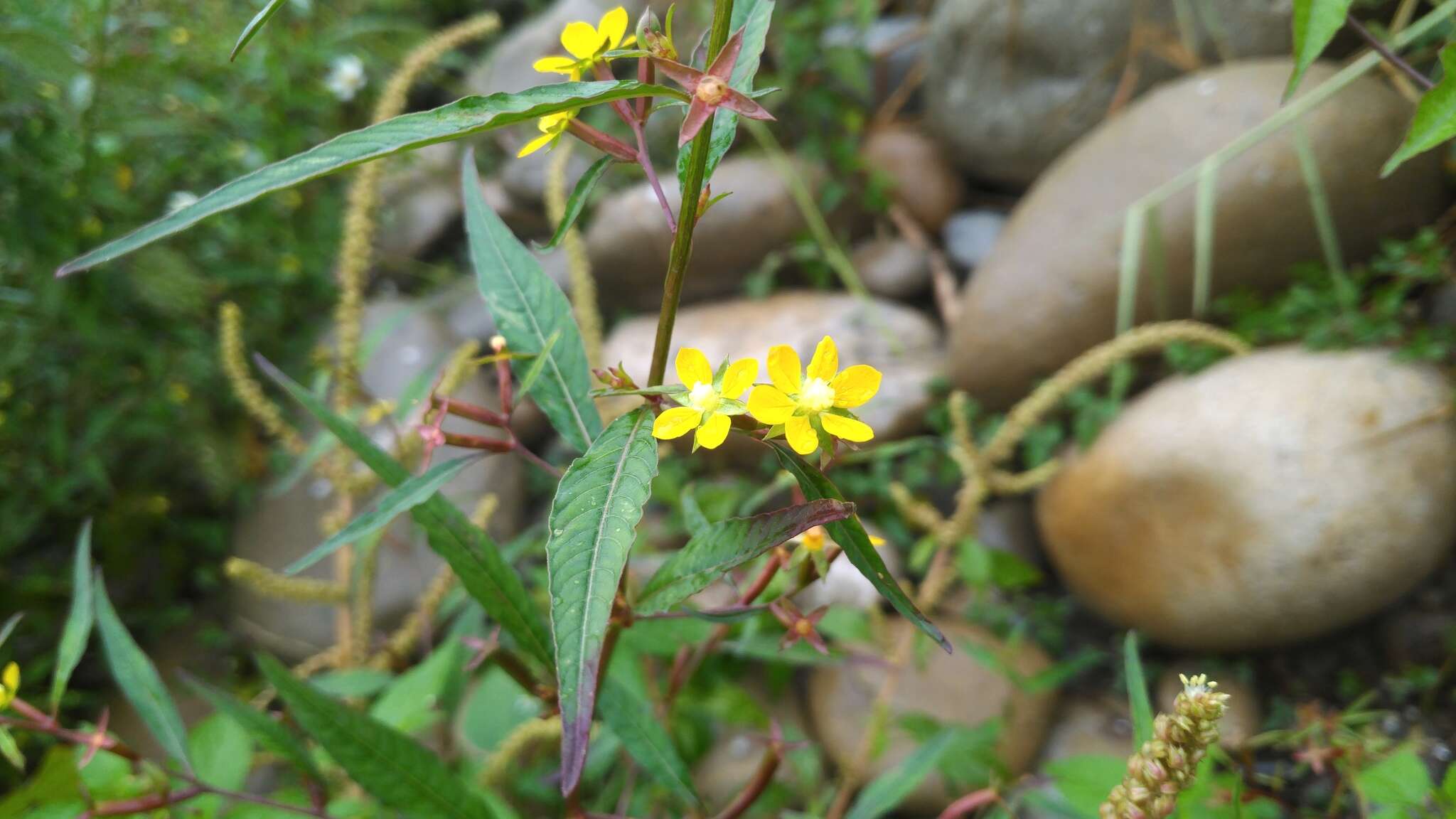 صورة Ludwigia erecta (L.) Hara