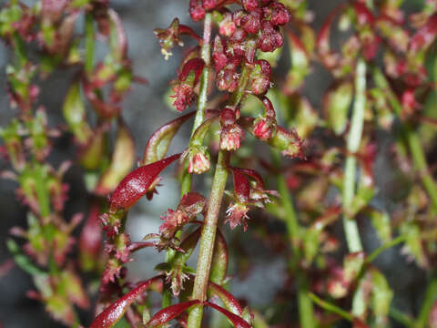 Image of Rumex bucephalophorus subsp. canariensis (Steinh.) K. H. Rech.