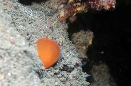 Image of peach seaslug