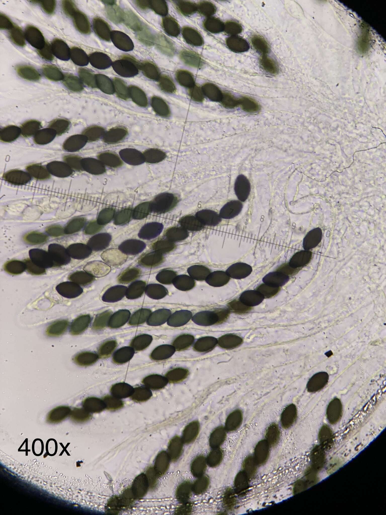 Image of Schizothecium miniglutinans (J. H. Mirza & Cain) N. Lundq. 1972