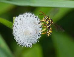 Image of Nomada cubensis Cresson 1865