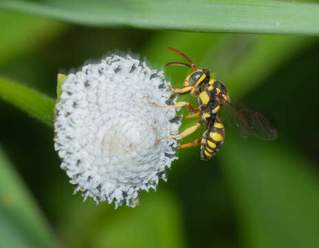 Image of Nomada cubensis Cresson 1865