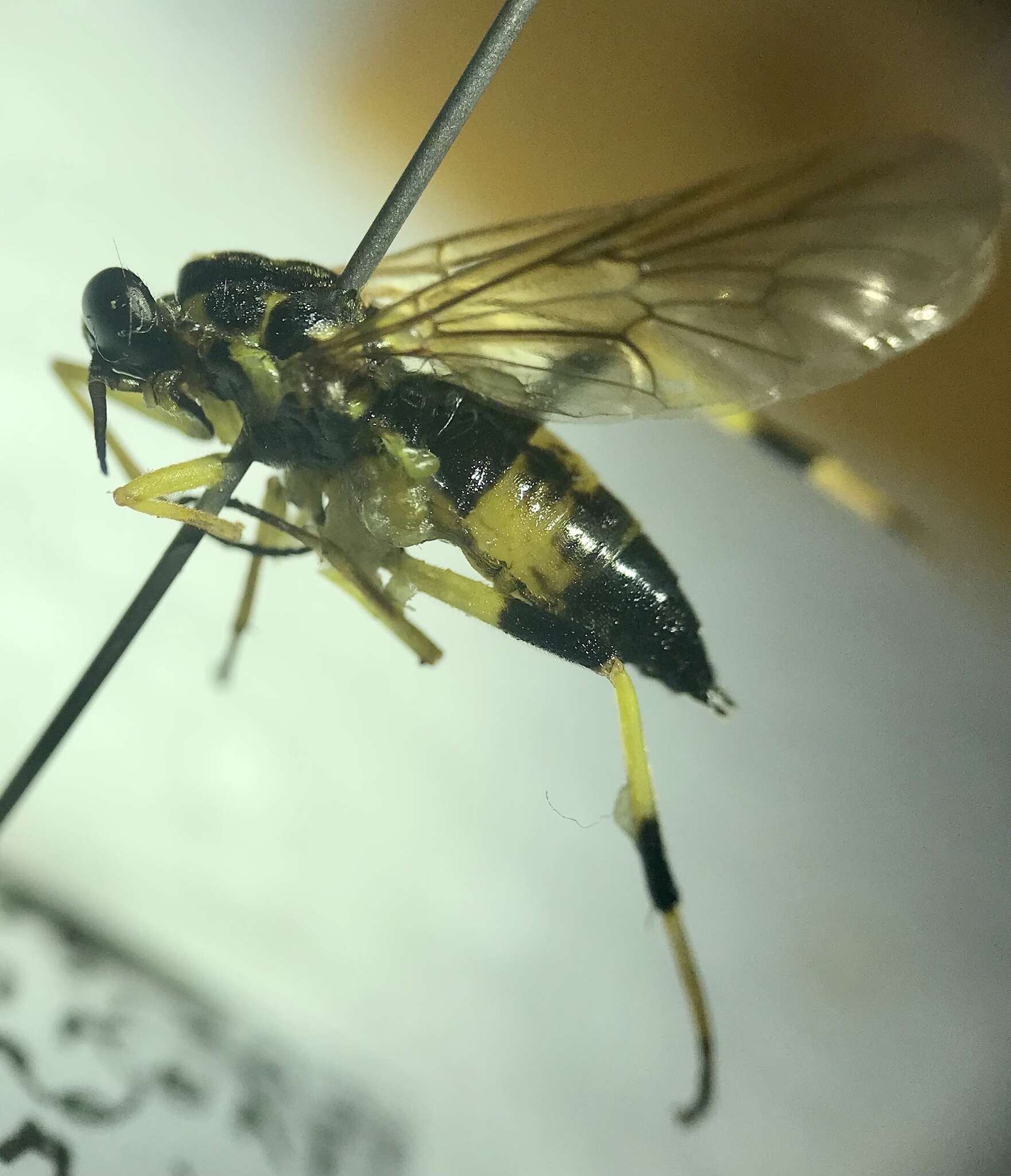 Image of Xylomya terminalis Vasey 1977