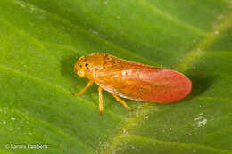 Image of Eoscarta punctata Lallemand 1930