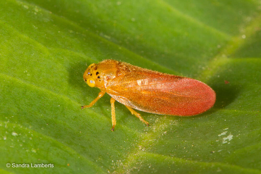 Image of Eoscarta punctata Lallemand 1930