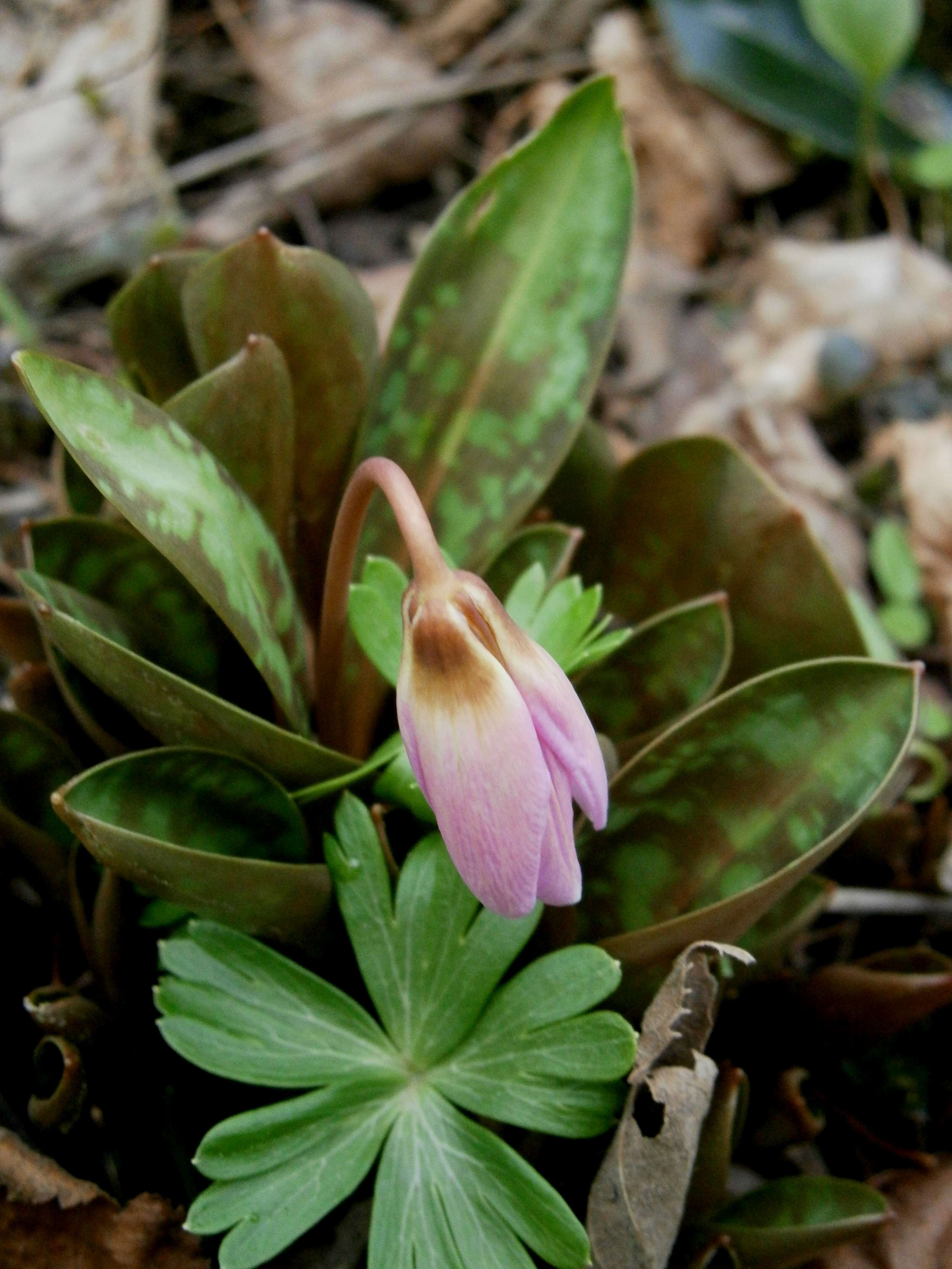 Image of Dog tooth lily