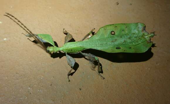 Image of Seychelles leaf insect