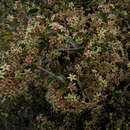 Image of Gloveria integrifolia (L. fil.) M. Jordaan