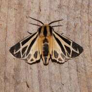 Image of Carlotta's Tiger Moth