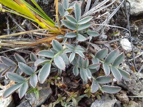 Image of Oxytropis intermedia Bunge