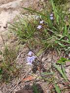 صورة <i>Gentiana loureiroi</i> (G. Don) Grisebach