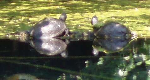 Image of European Pond Turtle