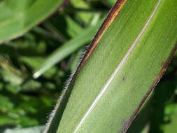 Image of frost grass