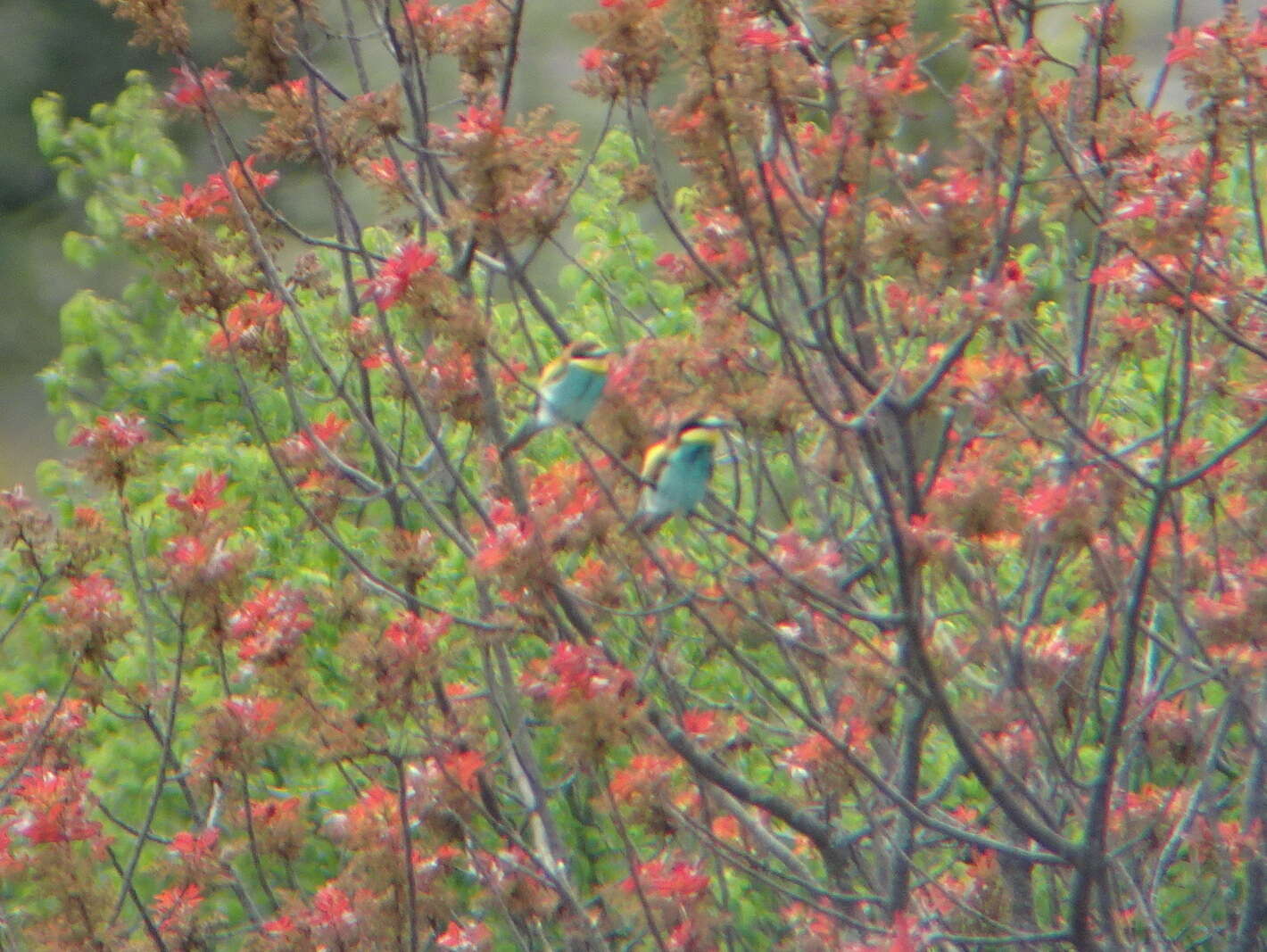 Plancia ëd Merops apiaster Linnaeus 1758