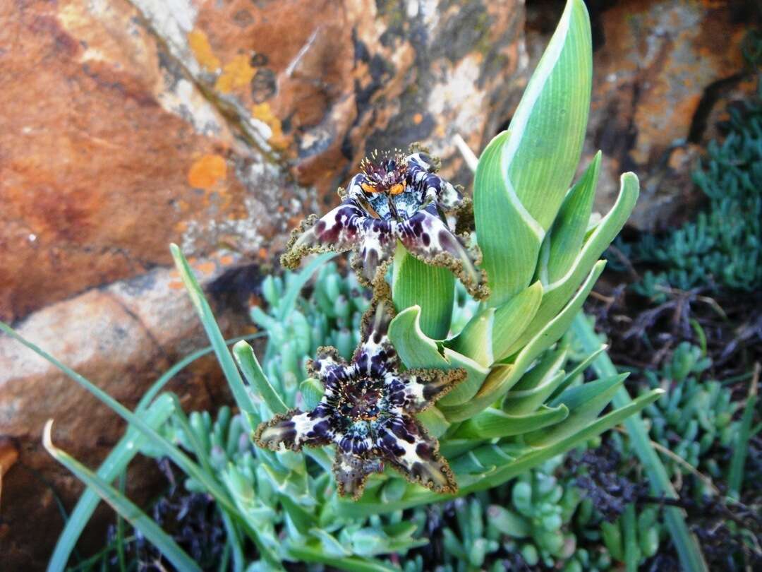 صورة Ferraria crispa Burm.