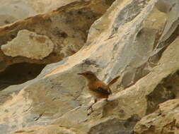 Image of Marsh Wren