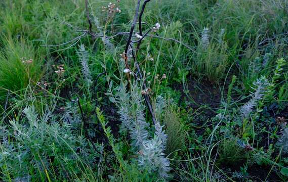 Image de Senecio lineatus (L. fil.) DC.