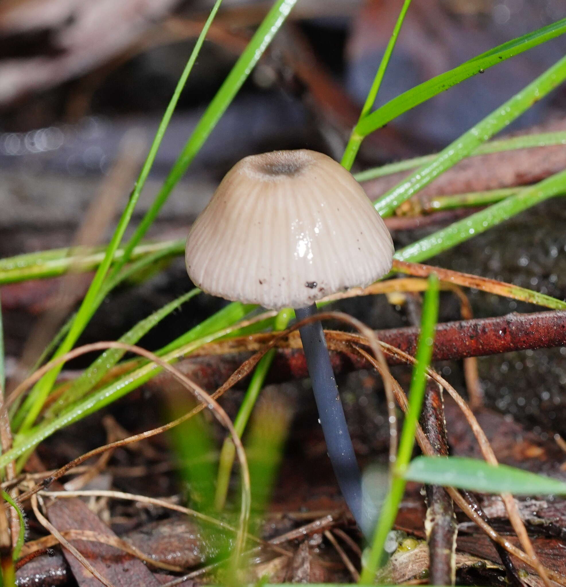 Image of Entoloma albidocoeruleum G. M. Gates & Noordel. 2007