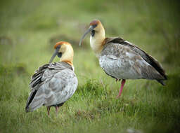 Image of Black-faced Ibis