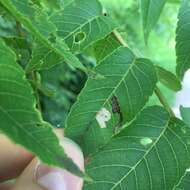 Imagem de Stigmella juglandifoliella (Clemens 1861) Wilkinson et al. 1979