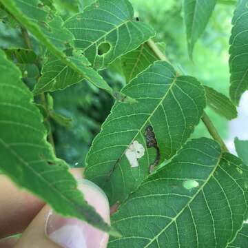 Sivun Stigmella juglandifoliella (Clemens 1861) Wilkinson et al. 1979 kuva