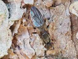 Image of Chyliza annulipes Macquart 1835