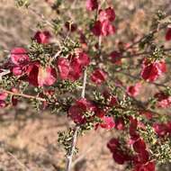 Image of Dodonaea microzyga F. Müll.