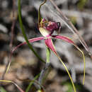 Image of Esperance king spider orchid