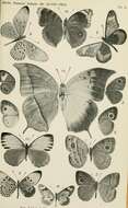 Image of Acraea acrita Hewitson 1865