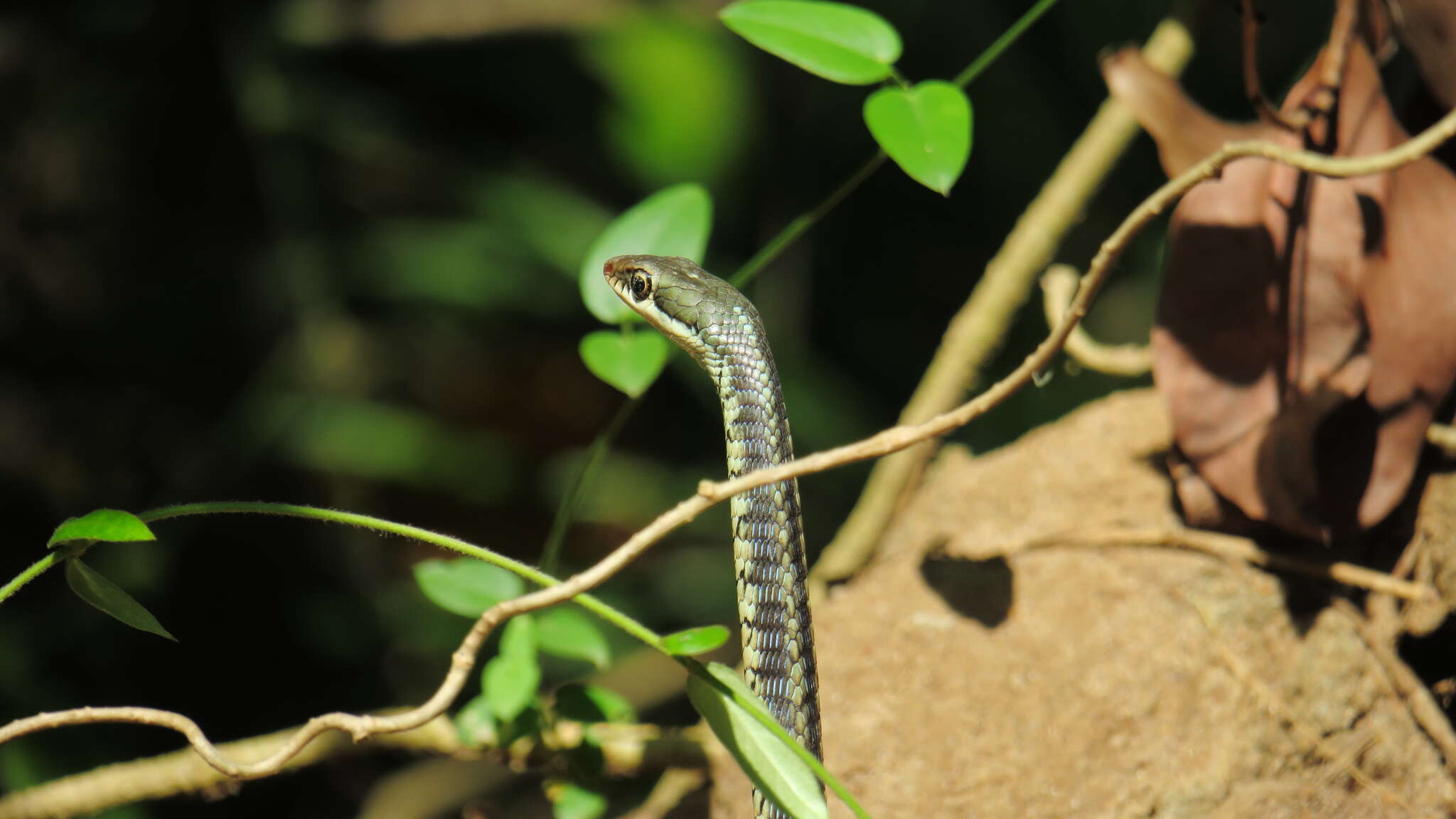 Sivun Dendrelaphis tristis (Daudin 1803) kuva